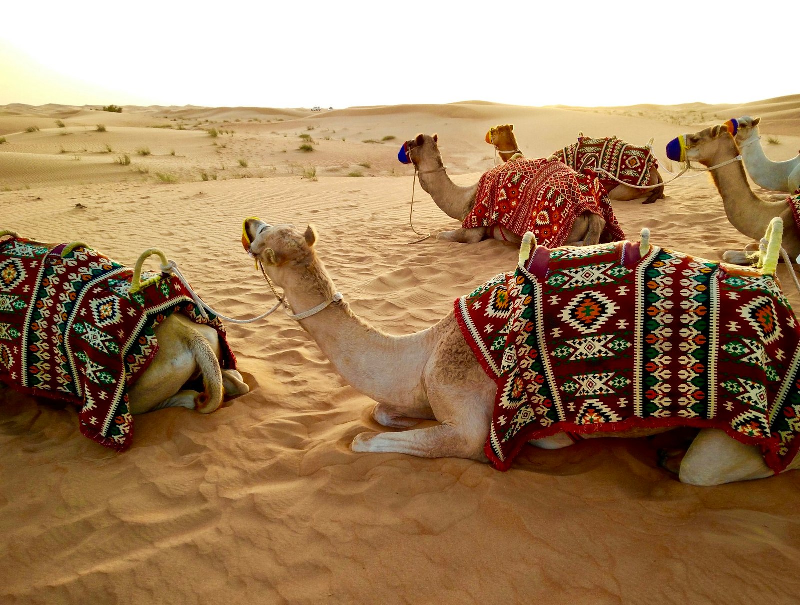Camels with traditional saddles resting in the Dubai desert